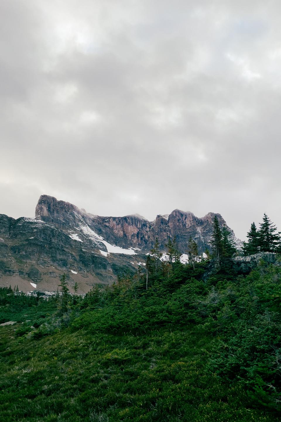 Image of green trees in the foreground with a snowy mountain in the background.